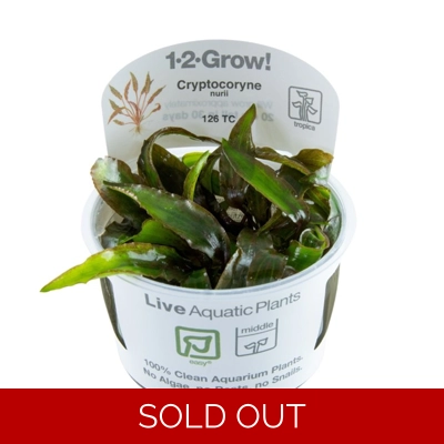Cryptocoryne nurii 1-2 grow